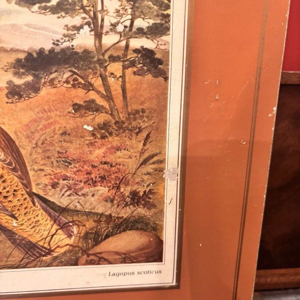 Vintage Pimpernel Red Grouse Cork Back Placemats Set‎ of 4 Wildlife Bird